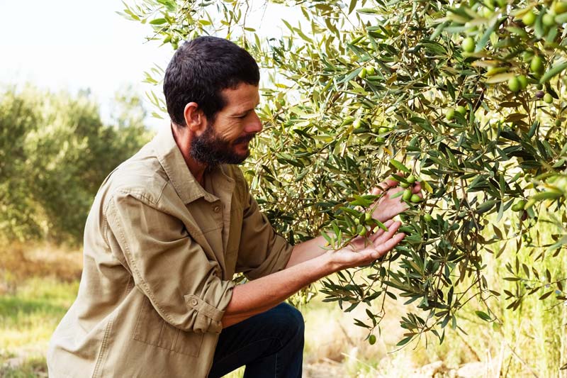 Olive grove harvesting